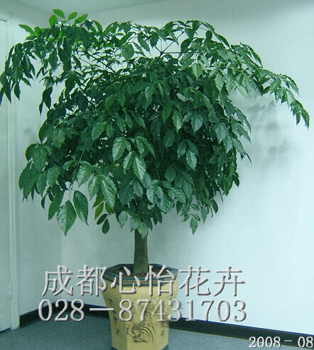 成都植物租賃品種